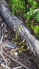 Diphasiastrum sitchense