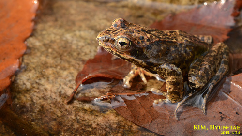 Rana dybowskii