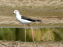 Himantopus himantopus