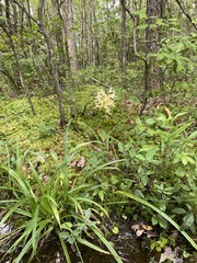 Platanthera × bicolor