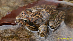 Rana dybowskii
