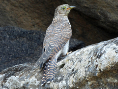 Cuculus canorus