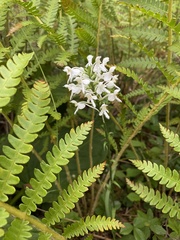 Platanthera blephariglottis blephariglottis