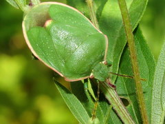 Chlorochroa persimilis