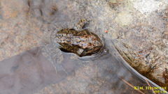 Rana dybowskii