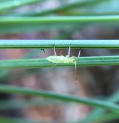 Calaphidina