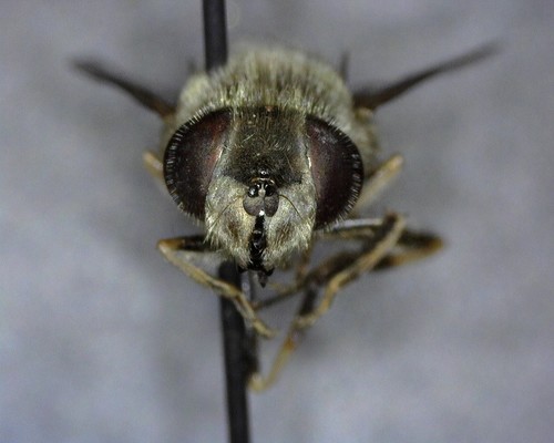 iNaturalist observation photo of Orange-spined Drone Fly