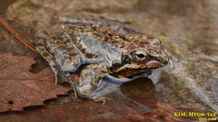 Rana dybowskii