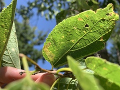 Pterygota