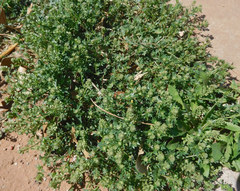Lepidium oblongum