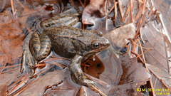 Rana dybowskii