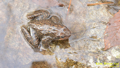 Rana dybowskii