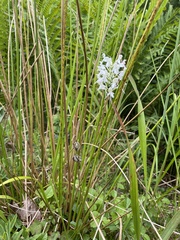 Platanthera blephariglottis blephariglottis