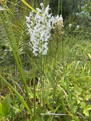 Platanthera blephariglottis blephariglottis