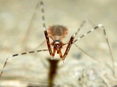 Stenolemoides arizonensis