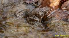 Rana dybowskii