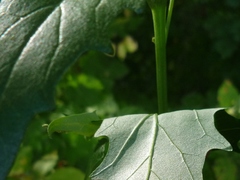 Atriplex micrantha