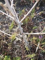 Stephanomeria exigua exigua