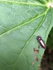 Nitidolimonius resplendens