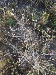 Stephanomeria exigua exigua