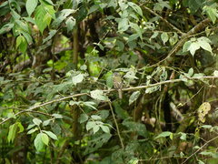 Leptopogon superciliaris