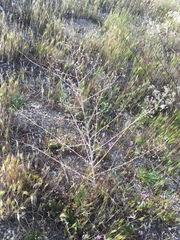 Stephanomeria exigua exigua