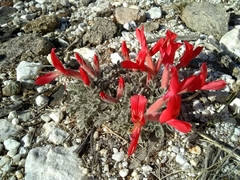 Astragalus coccineus
