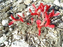 Astragalus coccineus