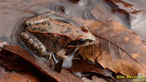 Rana amurensis