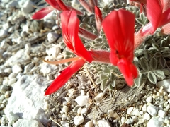 Astragalus coccineus