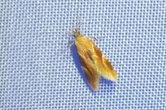 Epicallima formosella