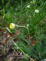 Pilosella piloselliflora