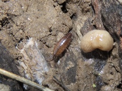 Chaetophiloscia sicula