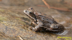 Asiatic Grass Frog photo 2