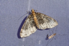 Ecliptopera capitata