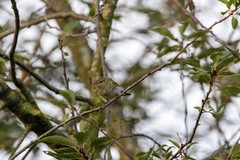 Phylloscopus collybita