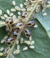 Periphyllus lyropictus