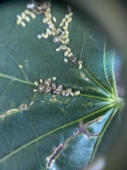 Periphyllus lyropictus