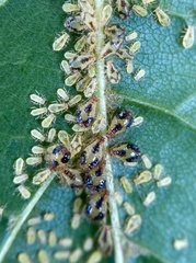 Periphyllus lyropictus