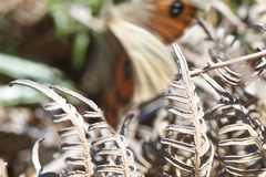 Argyrophenga antipodum