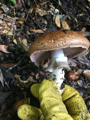 Agaricus austrovinaceus