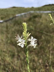 Oenothera glaucifolia