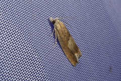 Eucosma conterminana