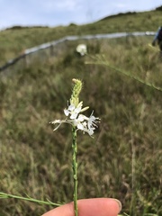 Oenothera glaucifolia