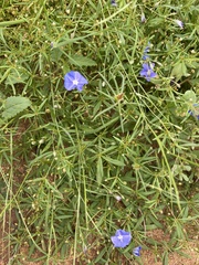 Evolvulus arizonicus