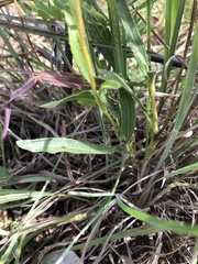 Oenothera glaucifolia