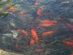 Cyprinus rubrofuscus