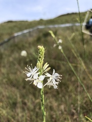 Oenothera glaucifolia