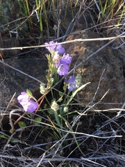 Phacelia divaricata
