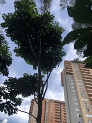 Kigelia africana